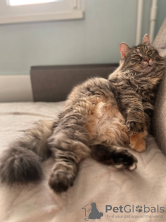 Photo №3. Kitty Violin cherche une famille aimante. Fédération de Russie