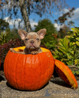 Photo №1. bouledogue - à vendre en ville de Munich | 750€ | Annonce №150639