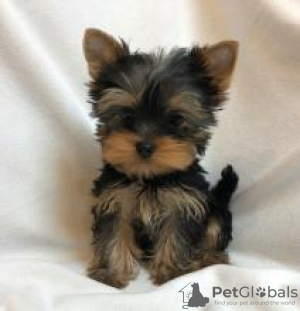 Photo №1. yorkshire terrier - à vendre en ville de Helsinki | négocié | Annonce №88139