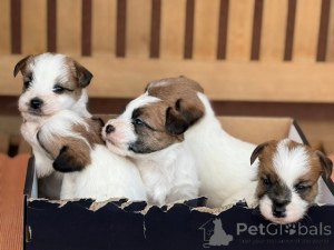 Photo №3. Chiots Jack Russell Terrier à poil court. Serbie