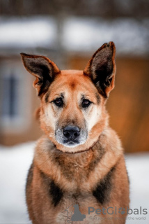 Photo №2 de l'annonce № 49647 de la vente chien bâtard - acheter à Fédération de Russie annonce privée