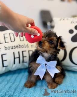 Photo №3. Wunderschöne Yorkshire-Terrier-Welpen suchen ein liebevolles neues Zuhause. Allemagne