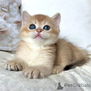 Photo №1. british shorthair - à vendre en ville de Kames | négocié | Annonce № 173836