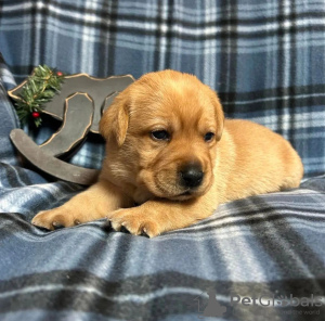 Photo №1. labrador retriever - à vendre en ville de Sofia | négocié | Annonce №111775