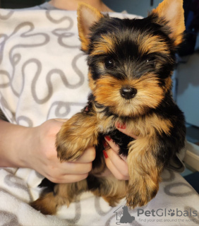 Photo №1. yorkshire terrier - à vendre en ville de Zrenjanin | négocié | Annonce №34224