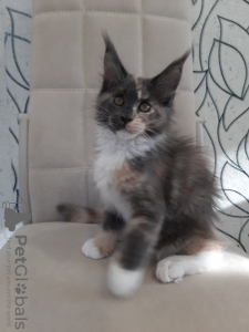 Photo №2 de l'annonce № 110818 de la vente maine coon - acheter à Fédération de Russie de la fourrière