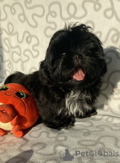 Photo №2 de l'annonce № 35914 de la vente shih tzu - acheter à Pologne éleveur