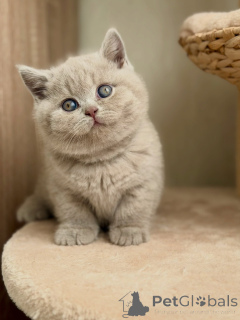 Photo №2 de l'annonce № 177839 de la vente british shorthair - acheter à Allemagne éleveur