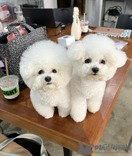 Photo №1. bichon à poil frisé - à vendre en ville de Paris | négocié | Annonce №76025