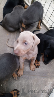 Photo №1. dobermann - à vendre en ville de Nieuwpoort | 550€ | Annonce №164866