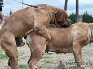 Photo №3. Chiots Boerboel Mastiff sud-africains. Serbie