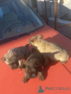 Photo №3. Chiots Cairn Terrier. Serbie