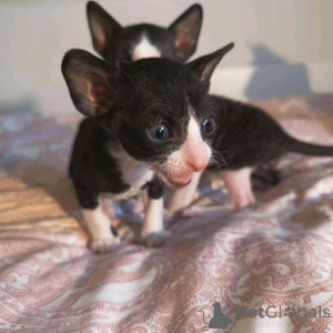 Photo №1. cornish rex - à vendre en ville de Helsinki | 250€ | Annonce № 161038