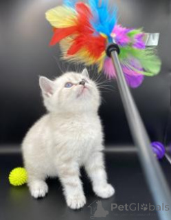 Photo №1. bengal - à vendre en ville de Kassel | négocié | Annonce № 164379