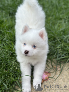 Photo №3. Nos 2 derniers mini pomskies aux yeux bleus. USA