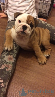 Photo №1. bulldog anglais - à vendre en ville de Copenhague | 380€ | Annonce №111572