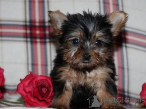 Photo №1. yorkshire terrier - à vendre en ville de State Line | Gratuit | Annonce №110093