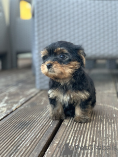 Photo №1. yorkshire terrier - à vendre en ville de Belgrade | négocié | Annonce №120405