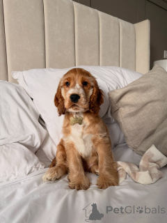 Photo №3. Prachtige Cocker Spaniel-puppy's zoeken een liefdevol new thuis. Pays Bas