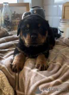 Photo №2 de l'annonce № 118935 de la vente rottweiler - acheter à USA annonce privée