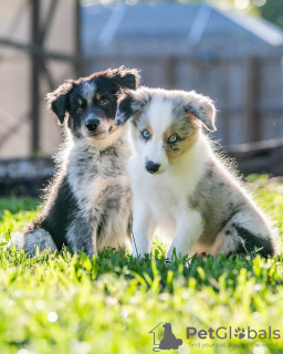 Photo №1. border collie - à vendre en ville de Budapest | Gratuit | Annonce №100278