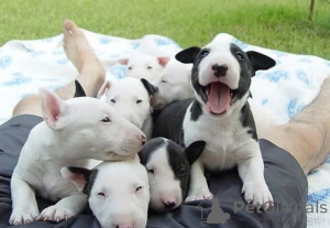 Photo №1. bull terrier - à vendre en ville de Aizlingen | 350€ | Annonce №171417