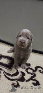 Photo №2 de l'annonce № 138527 de la vente labradoodle - acheter à Serbie 