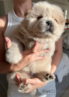 Photo №2 de l'annonce № 51510 de la vente chow-chow - acheter à Emirats Arabes Unis annonce privée