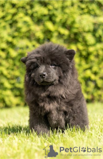 Photos supplémentaires: Les chiots Chow Chow sont maintenant prêts à emménager dans de nouveaux foyers