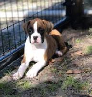 Photo №2 de l'annonce № 169386 de la vente boxer - acheter à La finlande annonce privée, éleveur