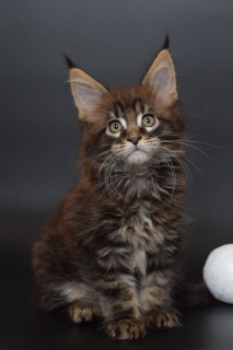 Photo №1. maine coon - à vendre en ville de Saint-Pétersbourg | 654€ | Annonce № 4471