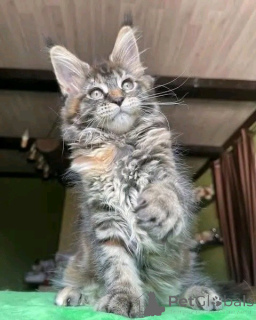 Photo №2 de l'annonce № 171577 de la vente maine coon - acheter à Allemagne annonce privée