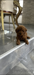 Photo №1. caniche (nain) - à vendre en ville de Belgrade | négocié | Annonce №114826