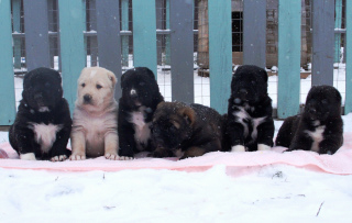 Photos supplémentaires: Grands chiots du berger d'Asie centrale