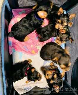 Photo №1. yorkshire terrier - à vendre en ville de Valenciennes | 500€ | Annonce №11629