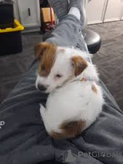 Photo №3. Jack Russell Terrier Welpen zu verkaufen. Allemagne