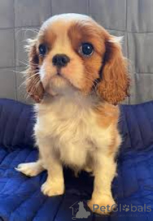 Photo №3. Cuccioli de Cavalier King Charles Spaniel en vente. Italie