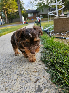 Photo №3. Chiots Teacup Yorkie à vendre. Îles d'Åland