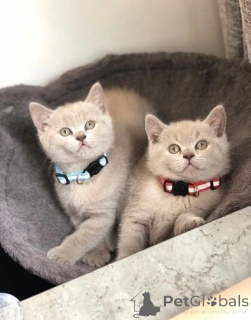 Photo №1. british shorthair - à vendre en ville de Helsinki | 400€ | Annonce № 169077