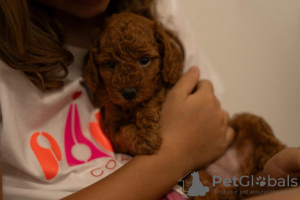 Photos supplémentaires: Chiots caniche nain ROUGE à vendre