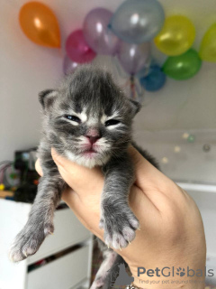 Photo №3. Chatons Maine coon adorables et socialisés en bonne santé. Allemagne