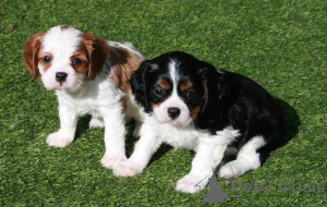 Photo №1. cavalier king charles spaniel - à vendre en ville de Nicosie | 291€ | Annonce №155728