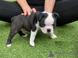 Photos supplémentaires: Adorables chiots Boston Terrier en adoption gratuite