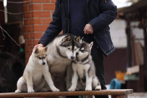 Photo №1. husky de sibérie - à vendre en ville de Voronezh | Négocié | Annonce №1801