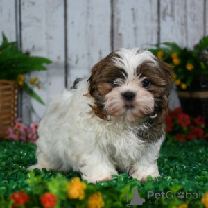 Photo №1. shih tzu - à vendre en ville de Дрезден | 300€ | Annonce №130687