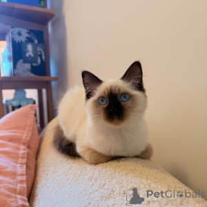 Photo №1. ragdoll - à vendre en ville de Gardelegen | négocié | Annonce № 175097