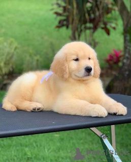 Photo №2 de l'annonce № 111566 de la vente golden retriever - acheter à République Tchèque annonce privée