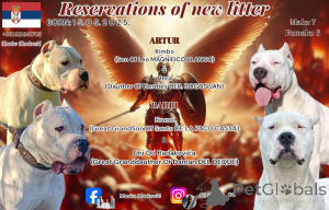 Photo №1. dogue argentin - à vendre en ville de Belgrade | négocié | Annonce №141230