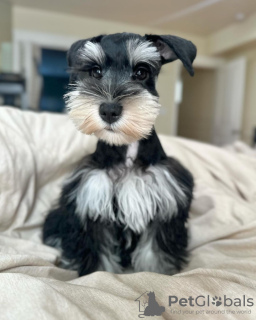 Photo №4. Je vais vendre schnauzer miniature en ville de Winterthour. éleveur - prix - 500€