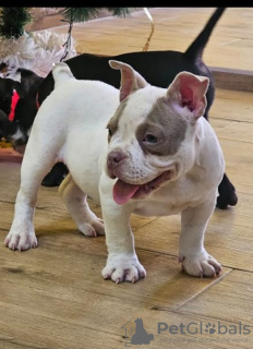 Photo №4. Je vais vendre american bully en ville de Belgrade.  - prix - négocié